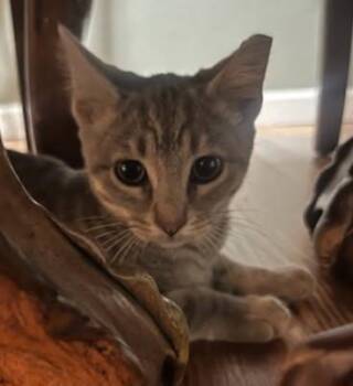 Rescue American Shorthair Cats for Adoption in Stockton, California - Halo & Miracle | PetCurious