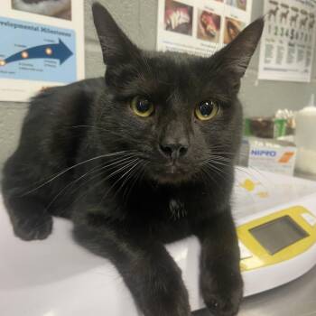 Binx -  Domestic Short Hair Cat for Adoption in Allentown, Pennsylvania - Binx | PetCurious