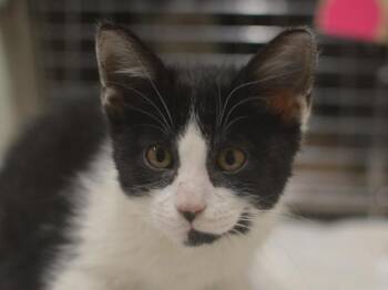 Tom -  Domestic Short Hair Cat for Adoption in Portland, Oregon - Tom | PetCurious