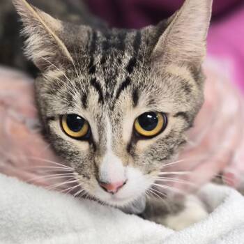 Domestic Short Hair Cats Available for Adoption in Vineland, New Jersey - Josephine | PetCurious