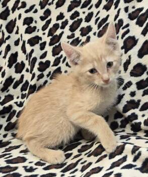 Domestic Short Hair Cats Available for Adoption in Murphysboro, Illinois - Turmeric | PetCurious