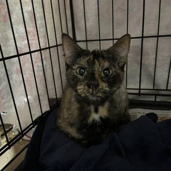 Emivia -  Domestic Short Hair Cat for Adoption in Lyndhurst, Virginia - Emivia | PetCurious