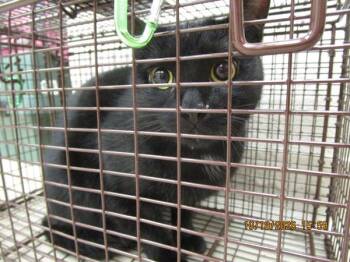 Ninja (639) -  Domestic Short Hair Cat for Adoption in Marietta, Georgia - Ninja (639) | PetCurious