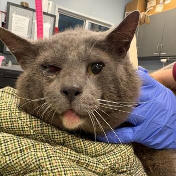 Cap -  Domestic Short Hair Cat for Adoption in Milton, Florida - Cap | PetCurious