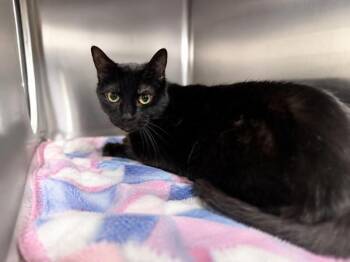 Betty Lou -  Domestic Short Hair Cat for Adoption in Lafayette, Louisiana - Betty Lou | PetCurious