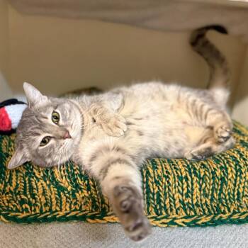 Domestic Short Hair Cats Available for Adoption - Ripley | PetCurious