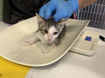 TOODLES -  Domestic Short Hair Cat for Adoption in Grand Prairie, Texas - TOODLES | PetCurious