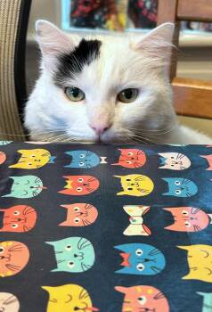 CLEMENTINE #2032- Offered by Owner - Senior Beauty -  Domestic Long Hair Cat for Adoption in Hillsboro, Oregon - CLEMENTINE #2032- Offered By Owner - Senior Beauty | PetCurious