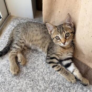 Newt -  Domestic Short Hair Cat for Adoption in Jupiter, Florida - Newt | PetCurious