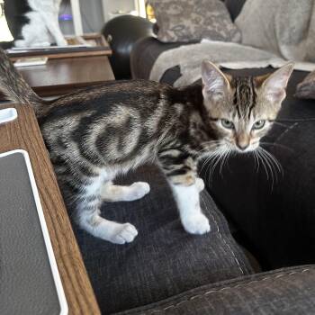 Tulare -  Domestic Short Hair Cat for Adoption in Richmond, Virginia - Tulare | PetCurious