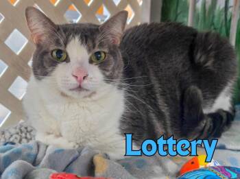 Lottery -  Domestic Short Hair Cat for Adoption in Rome, Georgia - Lottery | PetCurious