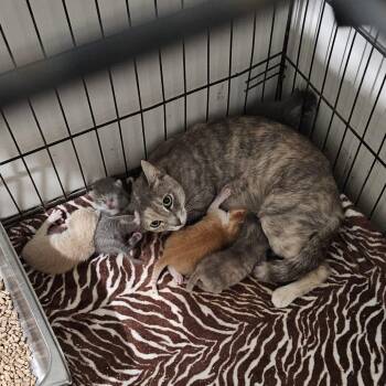 Rescue Domestic Medium Hair Cats for Adoption in Livingston, Texas - Caticus | PetCurious