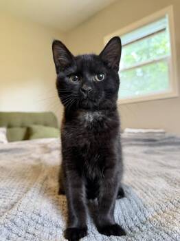 Jett -  Domestic Short Hair Cat for Adoption in Yorktown, Indiana - Jett | PetCurious