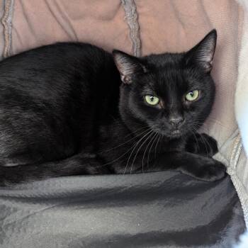 Gizmo -  Domestic Short Hair Cat for Adoption in Aberdeen, Washington - Gizmo | PetCurious