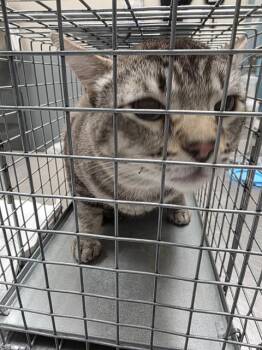 TIGGER -  Domestic Short Hair Cat for Adoption in Las Vegas, Nevada - TIGGER | PetCurious