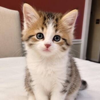 Robin -  Domestic Short Hair Cat for Adoption in Mount Vernon, Indiana - Robin | PetCurious