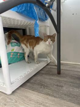 Ali -  Domestic Short Hair Cat for Adoption in Trenton, New Jersey - Ali | PetCurious