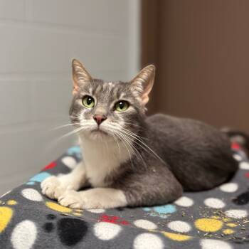 Rescue Domestic Short Hair Cats for Adoption in Fargo, North Dakota - Peppy Sue | PetCurious
