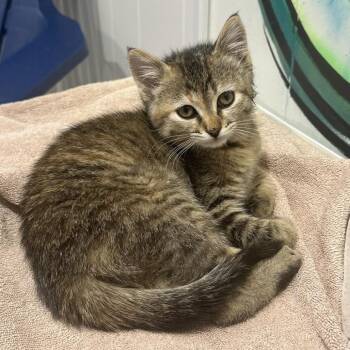Kate Bishop -  Domestic Short Hair Cat Available for Adoption in West Des Moines, Iowa - Kate Bishop | PetCurious