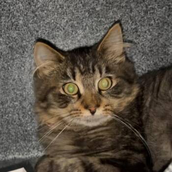 Lake -  Domestic Long Hair Cat for Adoption in Kennebunk, Maine - Lake | PetCurious