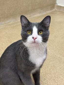 Rescue Domestic Short Hair Cats for Adoption in Brick Township, New Jersey - Samra | PetCurious