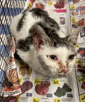 Domestic Short Hair Cats Available for Adoption - A606728 | PetCurious
