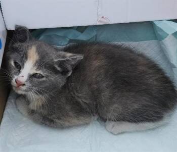 Domestic Short Hair Cats Available for Adoption in San Antonio, Texas - FROSTY | PetCurious