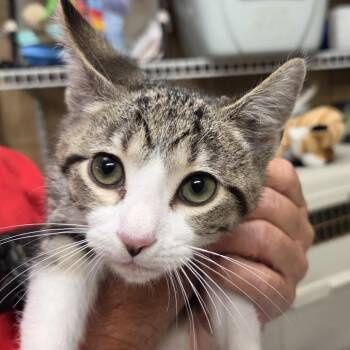 Sonic -  Domestic Short Hair Cat for Adoption in Leander, Texas - Sonic | PetCurious