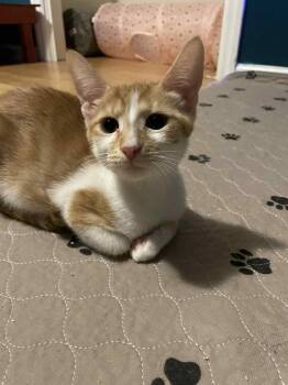 Rescue Domestic Short Hair Cats for Adoption in Jacksonville, Florida - Pavia =^.^= | PetCurious