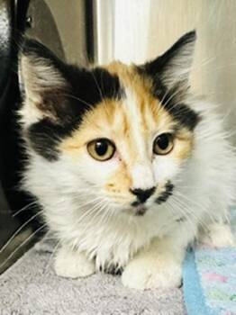 Clementine -  Domestic Medium Hair Cat for Adoption in Healdsburg, California - Clementine | PetCurious
