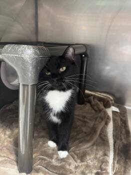 Domestic Short Hair Cats Available for Adoption in Fort Lupton, Colorado - Koz | PetCurious