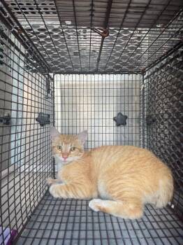 Bobo -  Domestic Short Hair Cat for Adoption in New Braunfels, Texas - Bobo | PetCurious