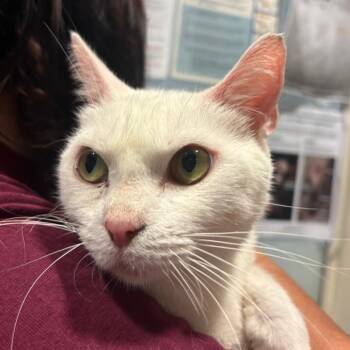McCallie -  Domestic Short Hair Cat for Adoption in Chattanooga, Tennessee - McCallie | PetCurious