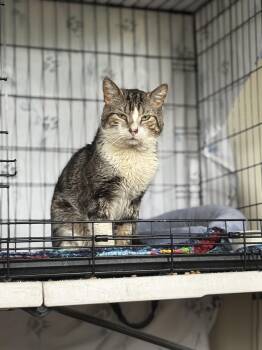 Rescue Domestic Short Hair Cats for Adoption in Warrington, Pennsylvania - Curtis | PetCurious