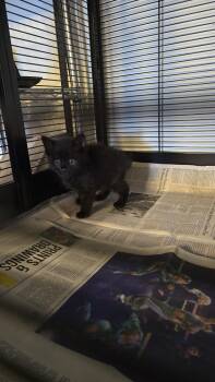 Ryu -  Domestic Short Hair Cat for Adoption in Pacifica, California - Ryu | PetCurious