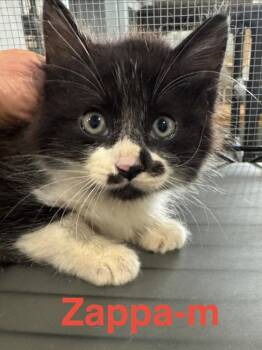 Tuxedo and Domestic Long Hair Cats Available for Adoption in Brookhaven, Mississippi - Zappa 26 | PetCurious