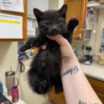 Domestic Short Hair Cats Available for Adoption in Pekin, Illinois - LIDS | PetCurious