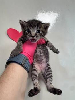NEEDS A FOSTER -  Domestic Short Hair Cat for Adoption in Ontario, California - NEEDS A FOSTER | PetCurious