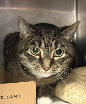 Emmerson -  Domestic Short Hair Cat for Adoption in Lafayette, Indiana - Emmerson | PetCurious