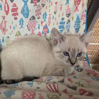 Rescue Domestic Short Hair Cats for Adoption in Fayetteville, Arkansas - Poke | PetCurious