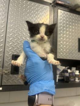 Laundry -  Domestic Short Hair Cat for Adoption in Fruit Heights, Utah - Laundry | PetCurious