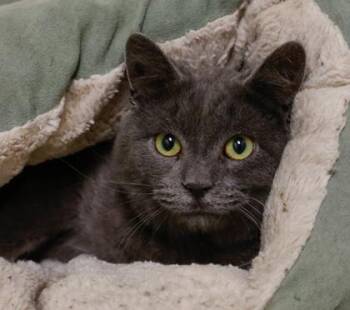 Domestic Short Hair Cats Available for Adoption - Fox | PetCurious