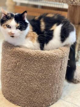 Rescue Calico Cats for Adoption in Lacon, Illinois - Cali | PetCurious
