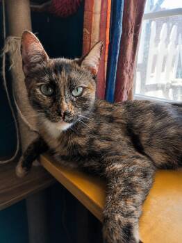 Khalia -  Tortoiseshell Cat for Adoption in Santa Cruz, California - Khalia | PetCurious