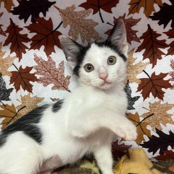 Marnie -  Domestic Short Hair Cat for Adoption - Marnie | PetCurious