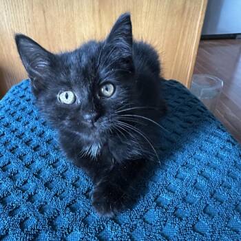 Ebony -  Domestic Short Hair Cat for Adoption in La Grange, Kentucky - Ebony | PetCurious