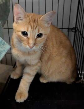 Bjorno -  Domestic Short Hair Cat for Adoption in Seven Valleys, Pennsylvania - Bjorno | PetCurious