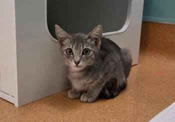 AUGGIE -  Domestic Short Hair Cat for Adoption in Martinez, California - AUGGIE | PetCurious