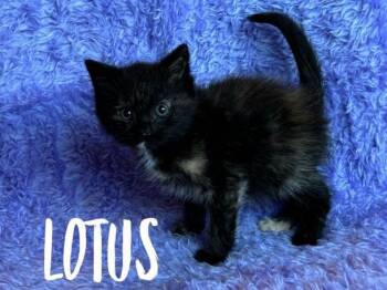 Rescue Domestic Short Hair Cats for Adoption in Rutherfordton, North Carolina - Lotus | PetCurious