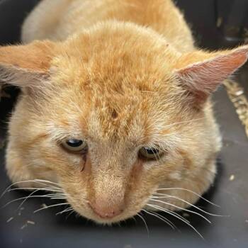 Domestic Short Hair Cats Available for Adoption in Bentonville, Arkansas - Sparky | PetCurious